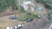 Дерево имеет в «активе» сразу три машины