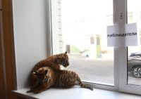 Тигрята стали героями дня выборов