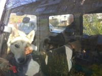 Животные жалобно смотрели на людей из окон