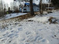 Местные жители замечают следы медведя неподалеку от Яйлю