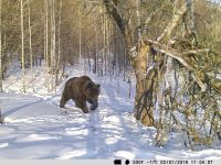 Недавно медведь попал в объектив фотоловушки