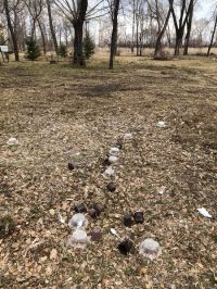 Остатки праздника «обновления»