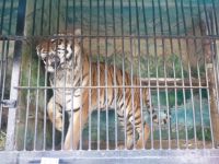 Тигр<span style=