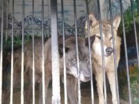 Этих волков могли отправить в нелегальный цирк