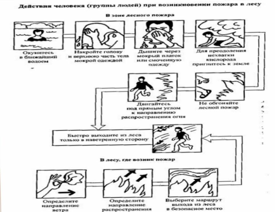 Как действовать при пожаре в лесу