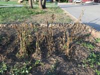 Даже природа против администрации