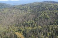 Окрестности горы Синюхи, где видны стоящие, но сухие и безжизненные пихты