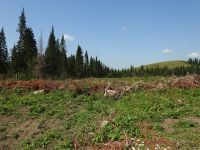 Земля постепенно превращается в пустыню всего за несколько месяцев после вырубки деревьев