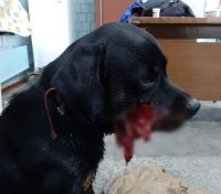 Пострадавший от рук людей пес