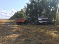 Техника не может собрать урожай гречихи