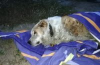 Найденный алабай