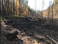 Следком и полиция проводят проверку по факту нападения барнаульца на девочку в лесополосе