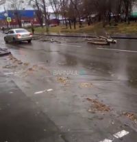 Дерево после порыва ветра упало на автомобиль