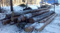 Спиленные деревья складировали тут же