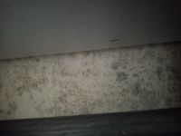 Из-за сырости образовалась плесень