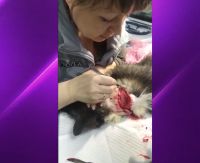 На архивных кадрах собака из «Алисы»