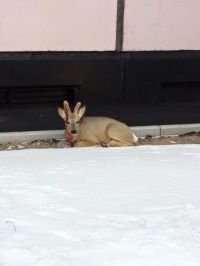 Еще живая косуля