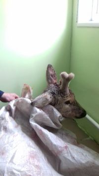 Спасенный Сема