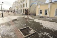 На барнаульском «Арбате» деревья вообще не приживаются