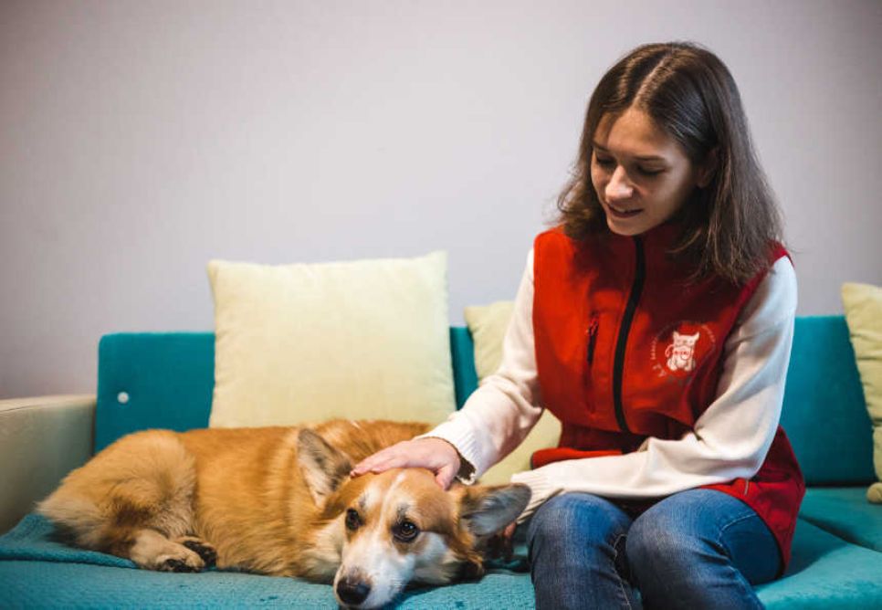 Стрижка собак, особенности и нюансы процедуры