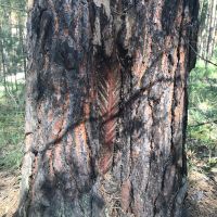 Подсоченные сосны имеют характерные метки