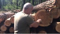 Директор по лесному хозяйству холдинга Валерий Савин показал гниль на таких деревьях