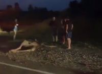Животное обступили свидетели аварии