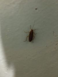 Тараканы, что называется, пешком ходят по медучреждению