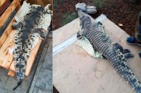 К сожалению, экзотический гость скончался