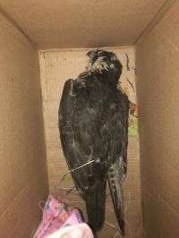 Соколов держали в коробках