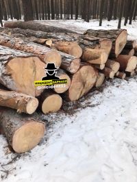 Вырубленный лес