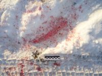 Фото с места нападения