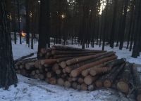 Спиленный лес