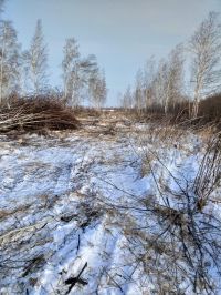 Масштабы рубок беспокоят сельчан