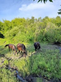 Лошади пасутся у родника