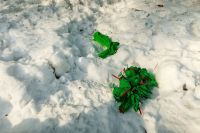 Остатки праздника