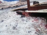 Останки лошади