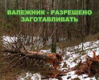 Минприроды уже давно пытается объяснить, что такое валежник