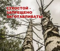 Сухостой - отдельная тема, но пока разрешить его заготовку не удалось