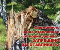 В остальных случаях главный критерий - соединение с корнем