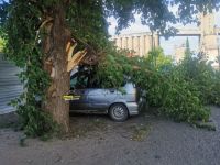 Упавшая ветка на интернациональной