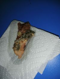 По всей видимости, такую «тушенку» выловили в тарелке ребенка