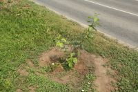 Зачем понадобилось обрезать такой крошечный саженец - не ясно