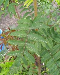 Зола покрыла огороды