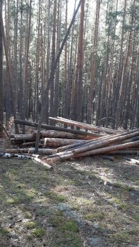 Одной из основных претензий Минприроды стала неубранная древесина с лесосек