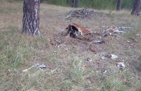 Некоторые останки разбросаны по частям