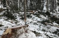 Некоторые участки вырубили сплошняком