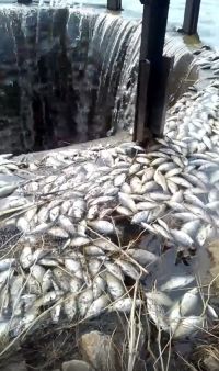 Мертвые туши сбиваются в косяки