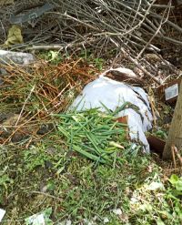 «Видовой состав» мусора подсказывает, кто мог его оставить