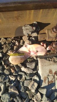 В Барнауле уснувшему на рельсах мужчине отрезало стопу (18+)